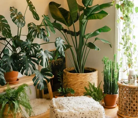 Indoor plants enhancing home decor with greenery, style, and natural ambiance