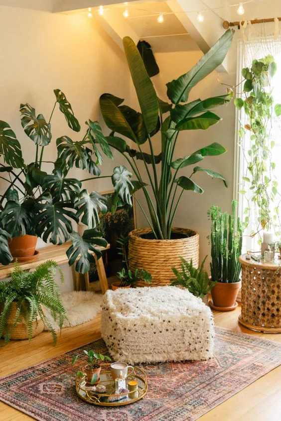 Indoor plants enhancing home decor with greenery, style, and natural ambiance